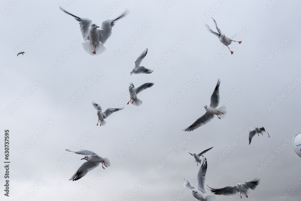 Fototapeta premium Seagulls in the air: white naval birds in front of the cloudy sky