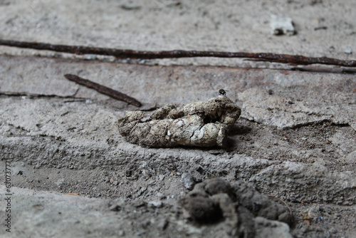 Dry cat poop or cat feces, on grey sand photo