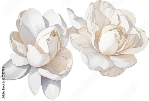 Beautiful jasmine flower on white background