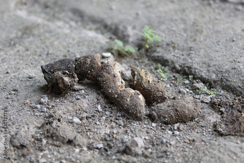 Dry cat poop or cat feces, on grey sand photo