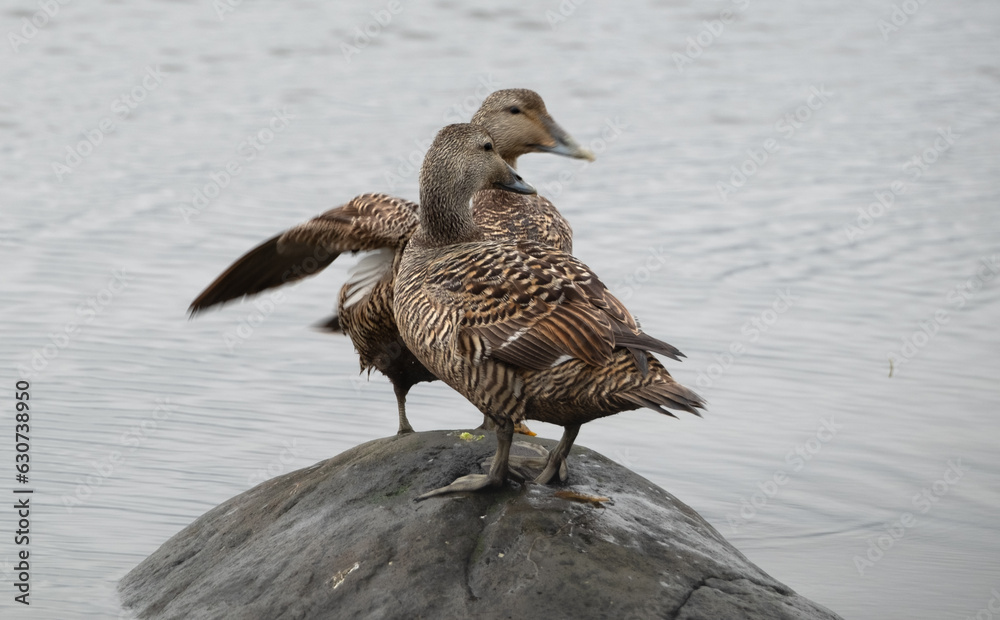 Eider ducks at Melrakkaslétta peninsula in Iceland during the mating period in summer Eider ducks at Melrakkaslétta peninsula in Iceland during the mating period in summer