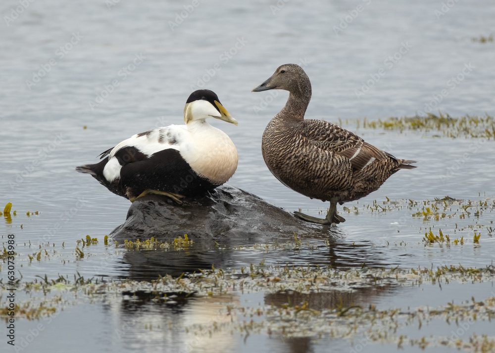 Eider ducks at Melrakkaslétta peninsula in Iceland during the mating period in summer Eider ducks at Melrakkaslétta peninsula in Iceland during the mating period in summer