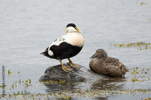 Eider ducks at Melrakkaslétta peninsula in Iceland during the mating period in summer photo