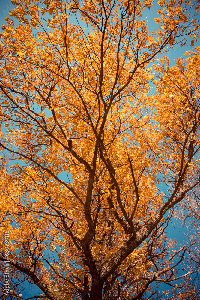 fall leaves trees