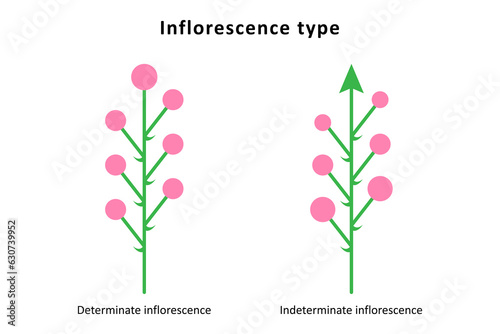 Inflorescence types. Determinate and indeterminate inflorescences.