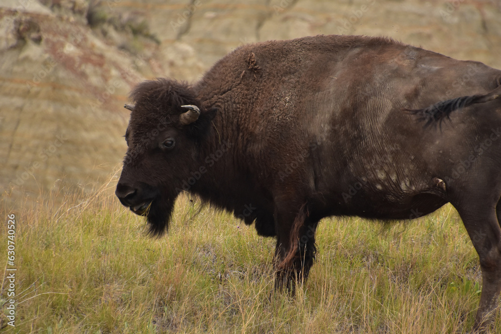 Grazing American Buffalo in a Canyon in the Summer