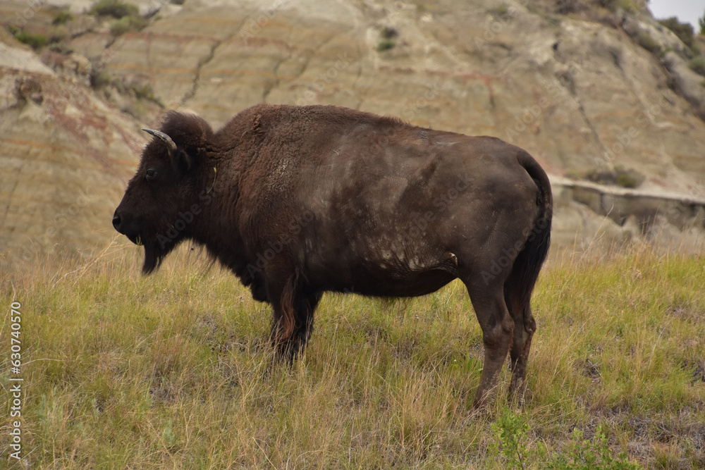 Side Profile of a Buffalo in a Canyon