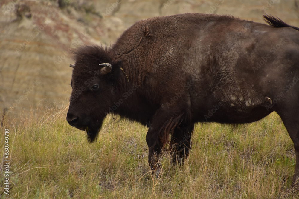 Profile of a Grazing American Buffalo in a Grass Meadow Profile of a Grazing American Buffalo in a Grass Meadow