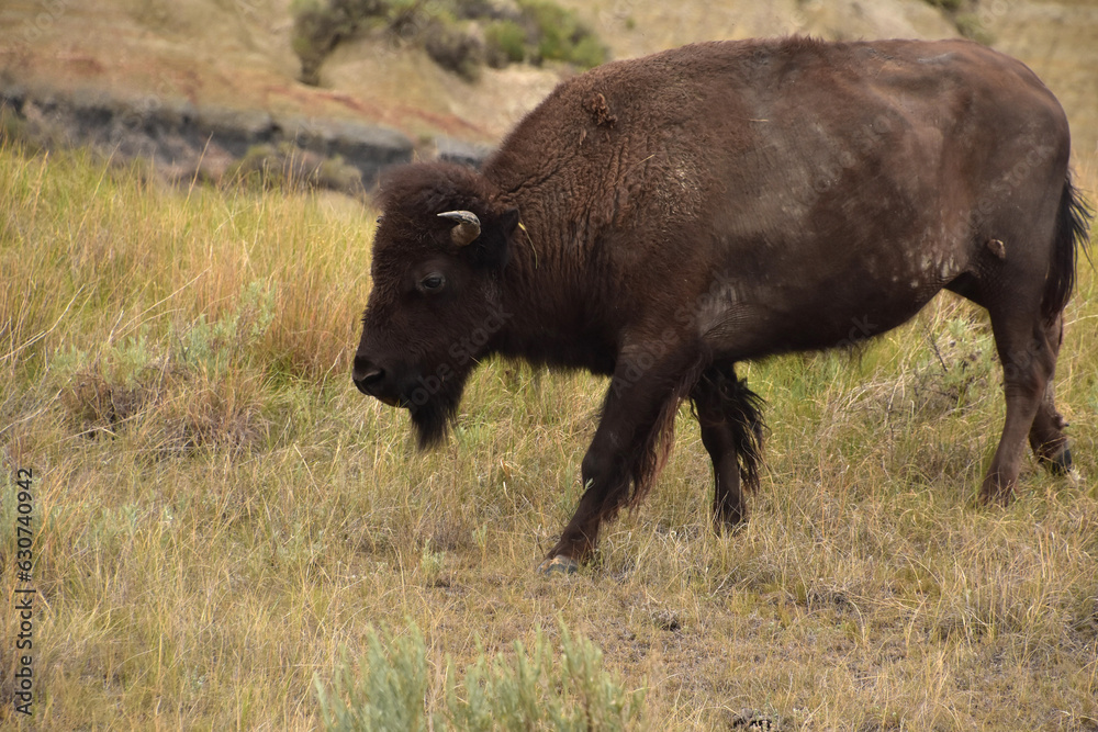 Young Roaming Bison Walking Through a Field Young Roaming Bison Walking Through a Field