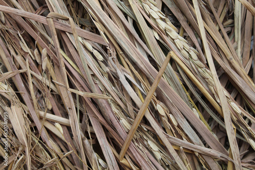Background of texture of dried brown rice straw