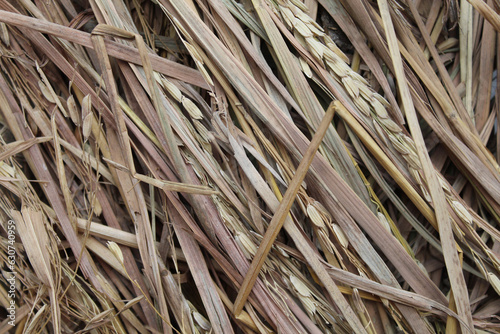 Background of texture of dried brown rice straw photo