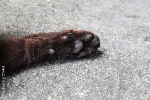 Black cat paw on grey background photo