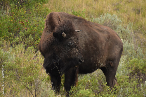 Large Bison Standing in a Grass Field
