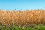 champ de blé, plein cadre