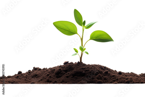 There is a single green sprout emerging from the ground, and it is isolated against a white background.