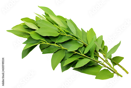 Several curry leaves are seen by themselves on a white background.