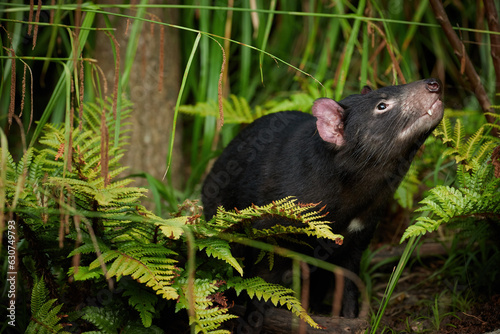 Tasmanian devil, Sarcophilus harrisii,the largest carnivorous marsupial native to Tasmania island. Female
