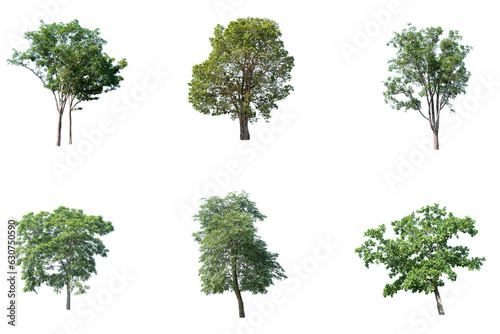 Trees, collection isolated on white background.