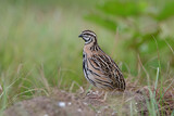 rain or black-breasted quail standing on ground surounded by grass as its habitation