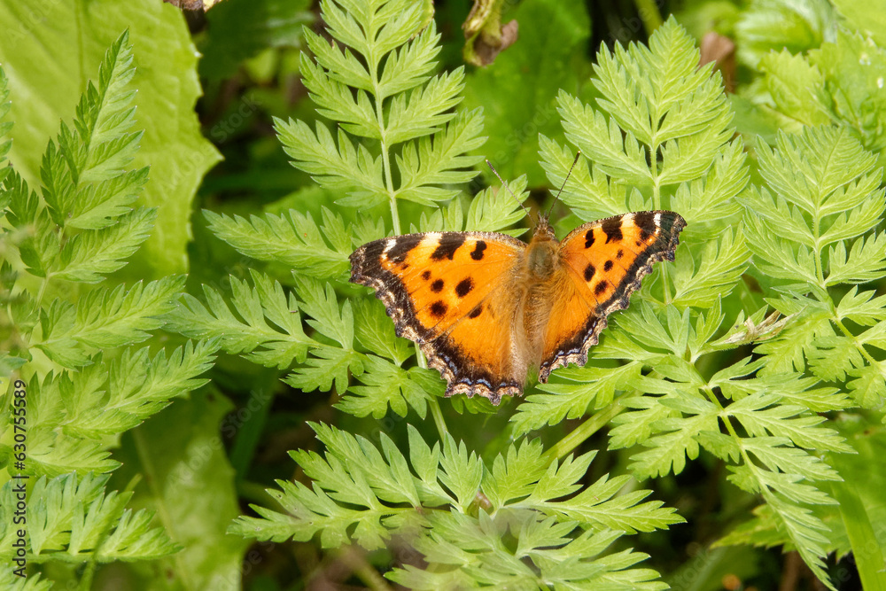Scarce tortoiseshell, a species of nymphalid butterfly on green leaves. Scarce tortoiseshell, a species of nymphalid butterfly on green leaves.