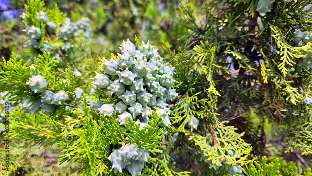 Cones Platycladus orientalis, Thuja orientalis, Biota orientalis ...