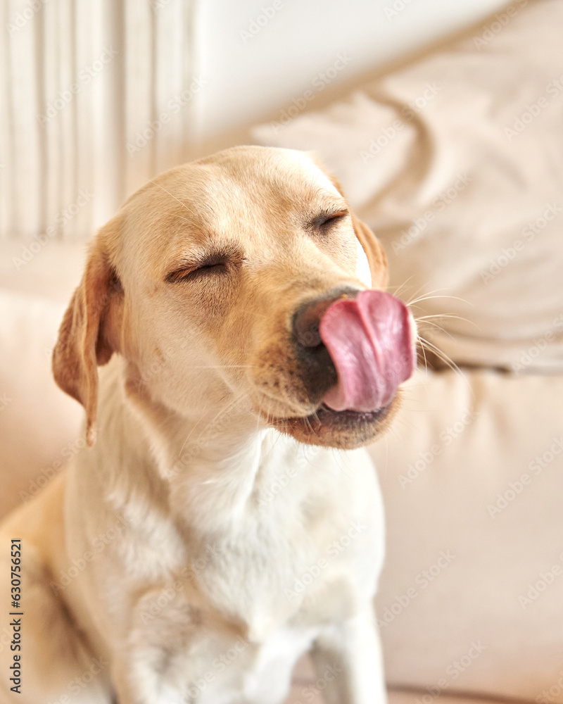 dog breed labrador retriever licks his lips