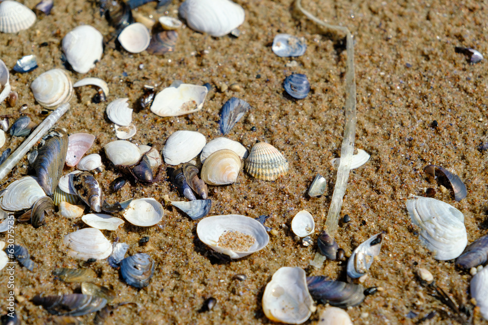 Lots of different shells and plastic drinking straws, garbage. on the coast of the Baltic Sea, Latvia Lots of different shells and plastic drinking straws, garbage. on the coast of the Baltic Sea, Latvia