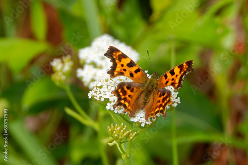 Polygonia c-album, the comma butterfly, feeding on Achillea millefolium flowers.