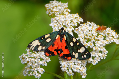 Garden tiger moth  feeding on Achillea millefolium flowers.