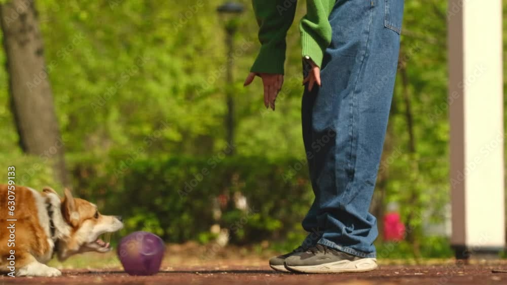 Unknown girl training playful pet with purple ball rear view. Unknown girl training playful pet with purple ball rear view.
