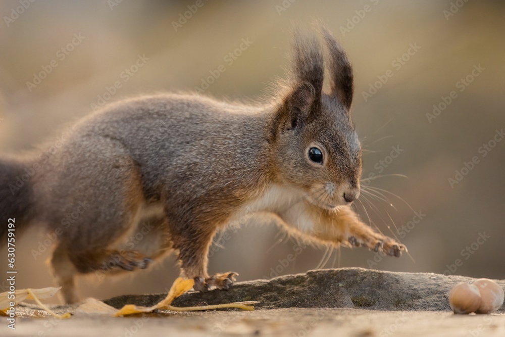 Selective focus shot of a cute brown squirrel crawling around on bark Selective focus shot of a cute brown squirrel crawling around on bark