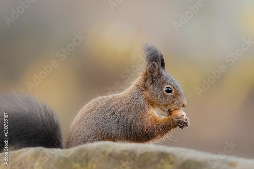 Selective focus shot of a cute brown squirrel chewing on a nut in a forest