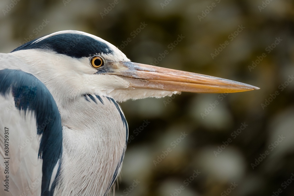 Closeup shot of a grey heron, Ardea cinerea. Closeup shot of a grey heron, Ardea cinerea.