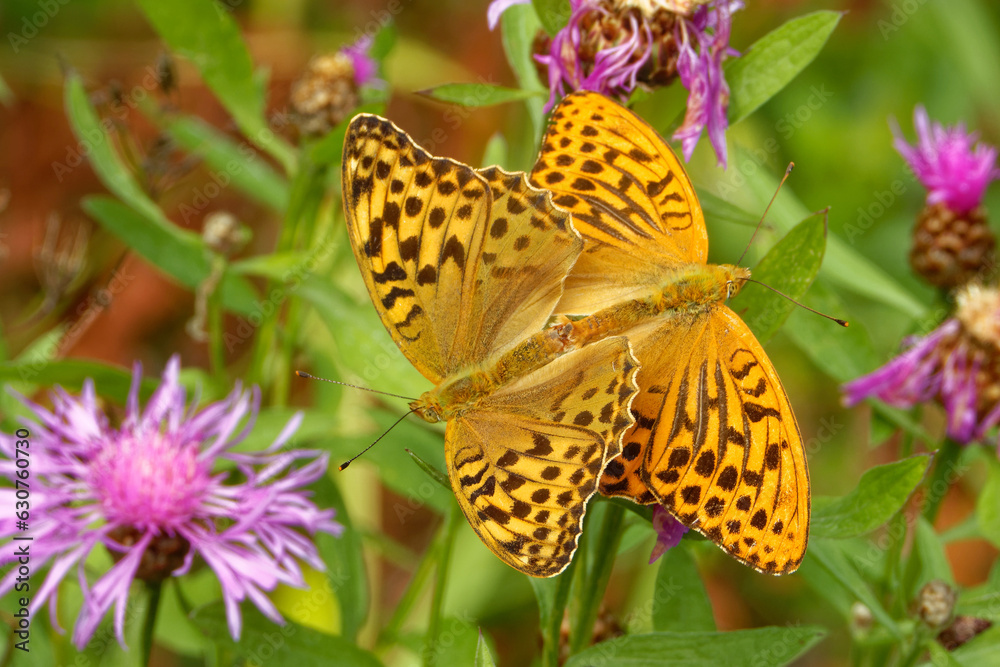 Mating silver-washed fritillarys on Centaurea flower. Mating silver-washed fritillarys on Centaurea flower.