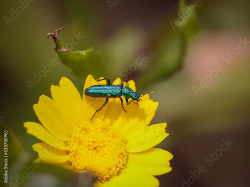 Green bug on a yellow flower © Zacarias da Mata