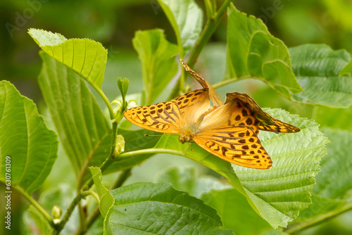 Slika na platnu Mating silver-washed fritillarys on a green alder leaf.