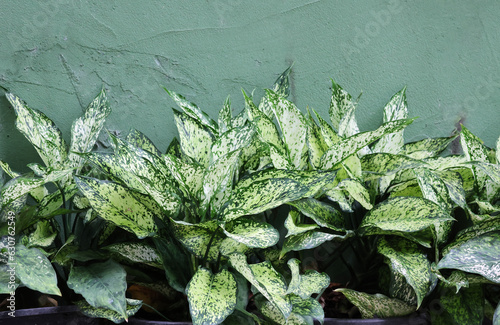 Aglaonema beautiful leaf decorate at the gardening fresh and green