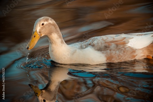 Closeup shot of a saxony duck swimming in a pond photo