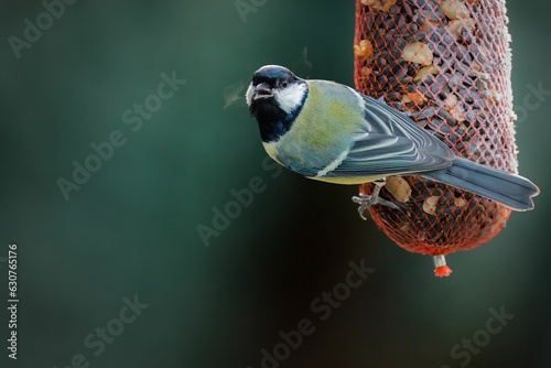 Great tit (Parus major) perched atop a bird feeder, surveying its surroundings