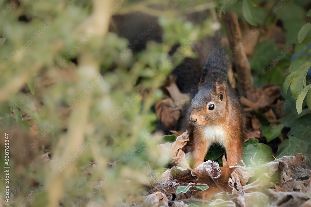 Curious-looking red squirrel (Sciurus vulgaris) perched on a pile of fallen autumn leaves Curious-looking red squirrel (Sciurus vulgaris) perched on a pile of fallen autumn leaves