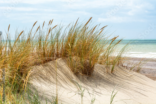 Oyats sur une plage de la mer du Nord photo