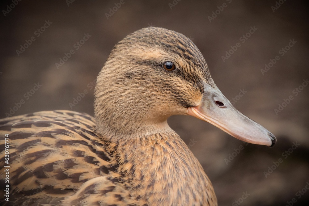 Close-up of a Domestic duck (Anas platyrhynchos) Close-up of a Domestic duck (Anas platyrhynchos)