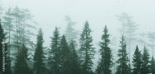 The pine forest was full of smoke scary mystery Big tree surrounded by fog in winter 3D illustration