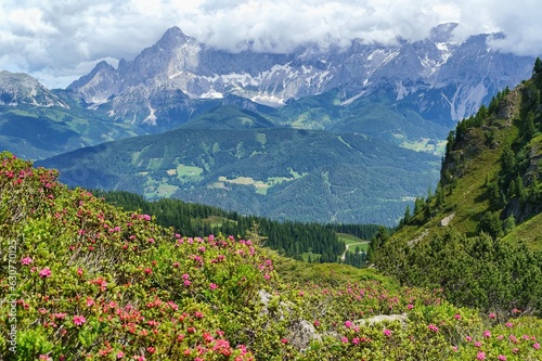 View of Alps with Alpenrose (Rhodonedron Alpine) in the foreground. Austrian mountains with pink flowers in the foreground. Reiteralm, Austria, Europe.