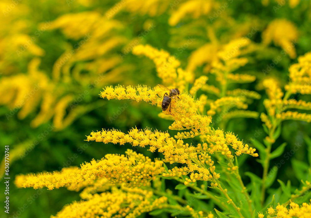 Bees collect pollen on yellow ragweed flowers. Natural allergen, honey collection, honey plant Bees collect pollen on yellow ragweed flowers. Natural allergen, honey collection, honey plant