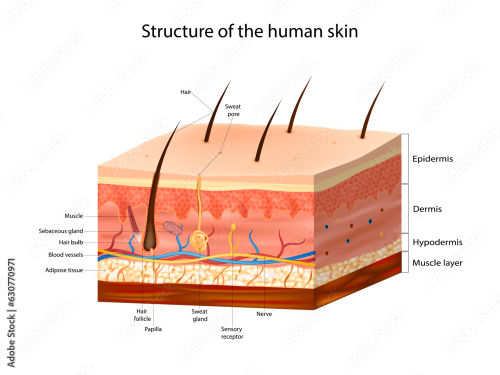 Structure of the human skin. Skin Anatomy detailed vector illustration ...