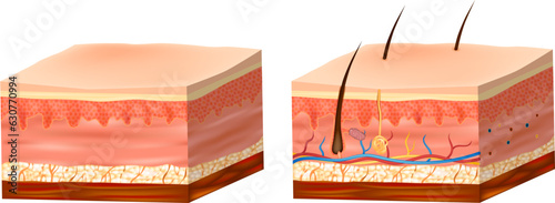 Structure of the human skin. Skin Anatomy detailed vector illustration. Layers skin: epidermis, dermis, and the hypodermis.  photo