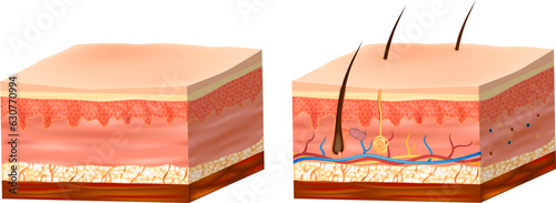 Structure of the human skin. Skin Anatomy detailed vector illustration. Layers skin: epidermis, dermis, and the hypodermis. 