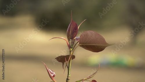 Green leaf Bhodi, ficus religiosa tree isolated on white background photo