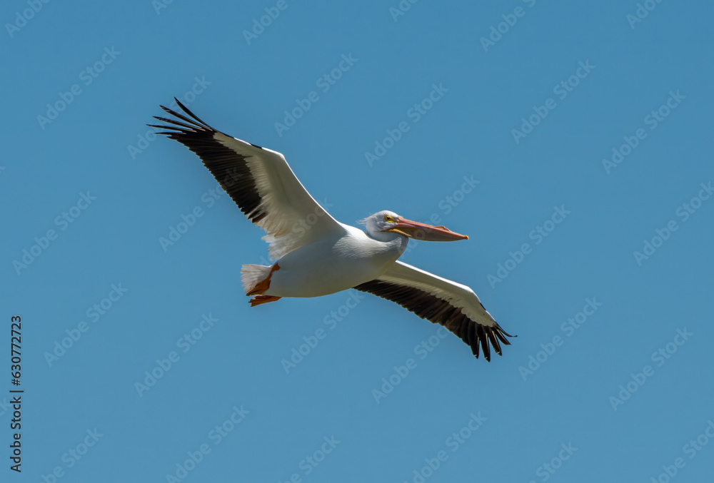 American White Pelican in Flight